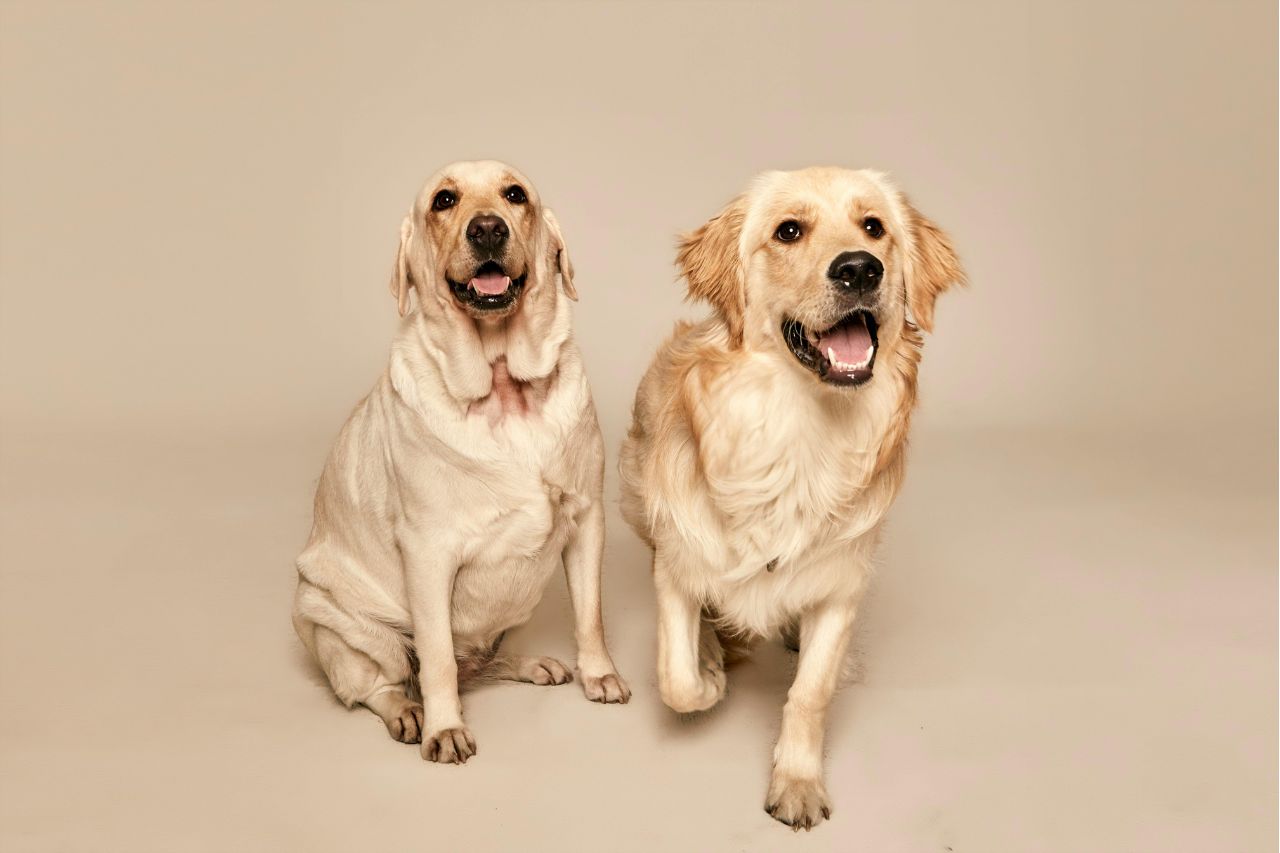 Según información del Censo Ecuador en 2022, en el país hay cerca de 4.1 millones de perros y gatos en viviendas ecuatorianas.