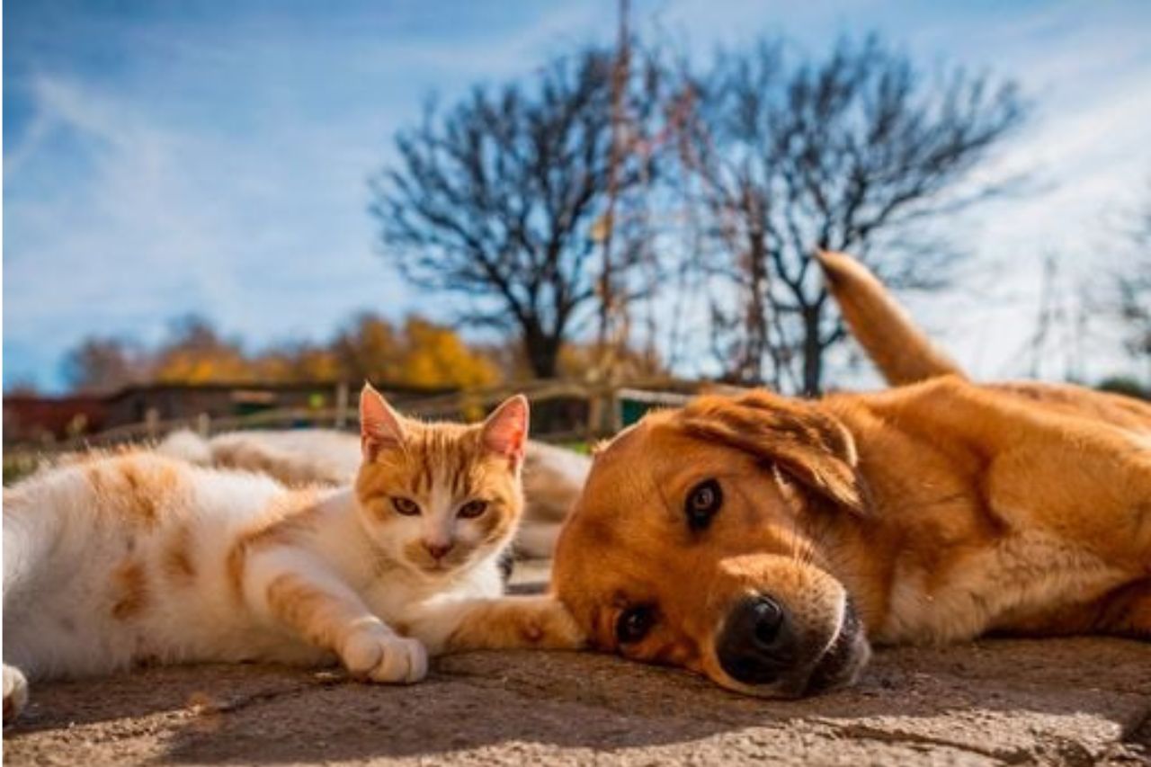 Los gatos también son mascotas populares dentro de las familias, de hecho, hoy quienes los prefieren por su sentido de independencia. Son compañeros leales, pero también disfrutan descansar con paseos que duran días o semanas para cazar o social con otros gatos.