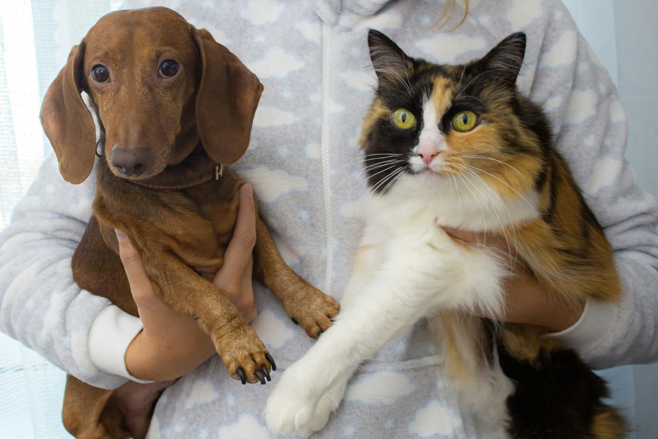 Los perros y los gatos son las mascotas con más popularidad entre las familias y jóvenes que viven solos.