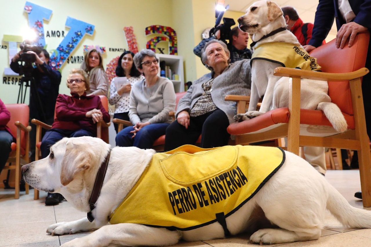 Los perros de asistencia son especialmente entrenados para la ayuda de los pacientes en cuestiones emocionales y también prácticas. Ellos pueden guiar, abrir puertas, detectar peligros y mucho más.