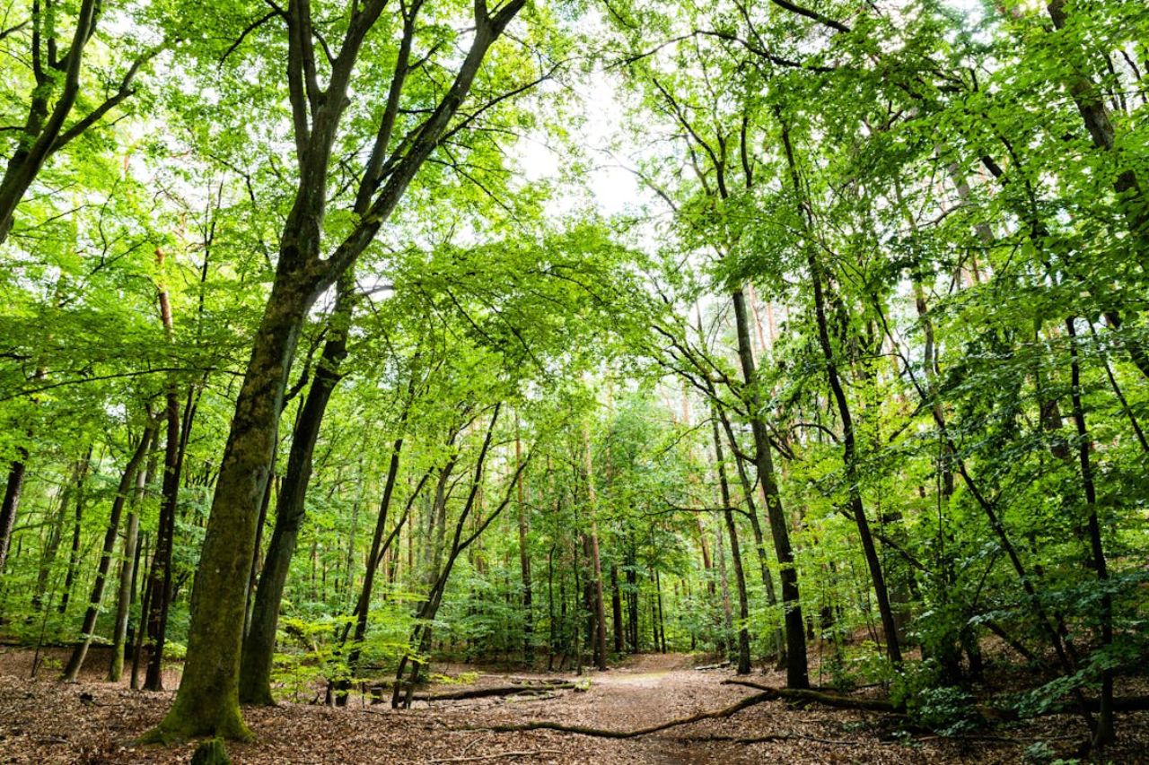 La selva amazónica de Brasil cubre aproximadamente unos 3,600.000 km² del territorio.