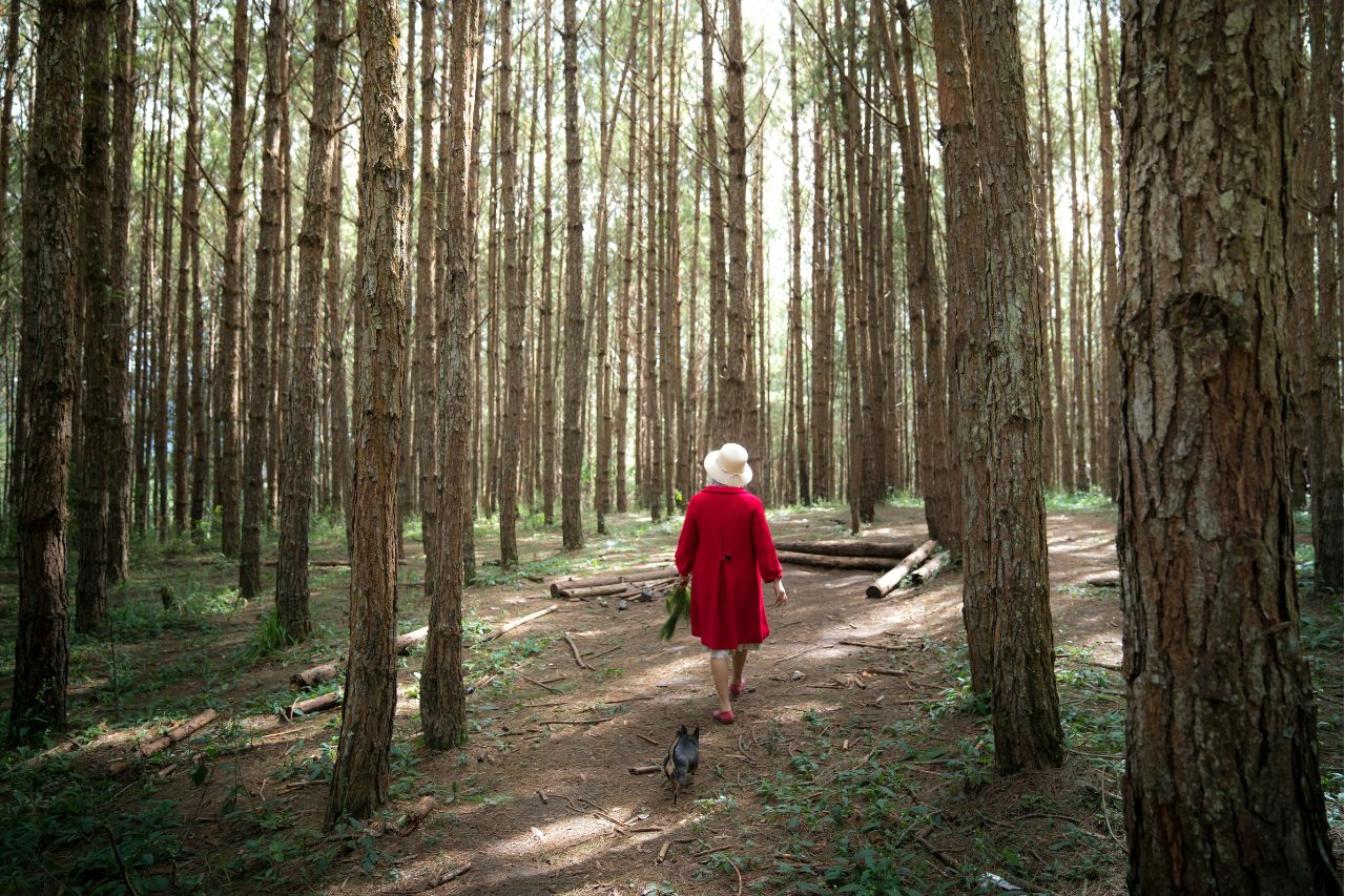 Reforestar el planeta desde ahora bridará una mejor vida a las futuras generaciones.
