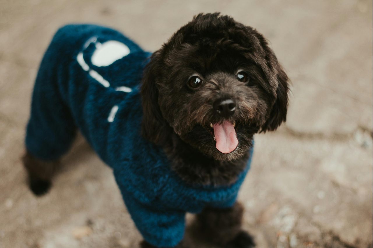 En los últimos años la tendencia de criar a las mascotas como hijos ha crecido, dándoles el mismo amor y cuidados dentro de la familia.