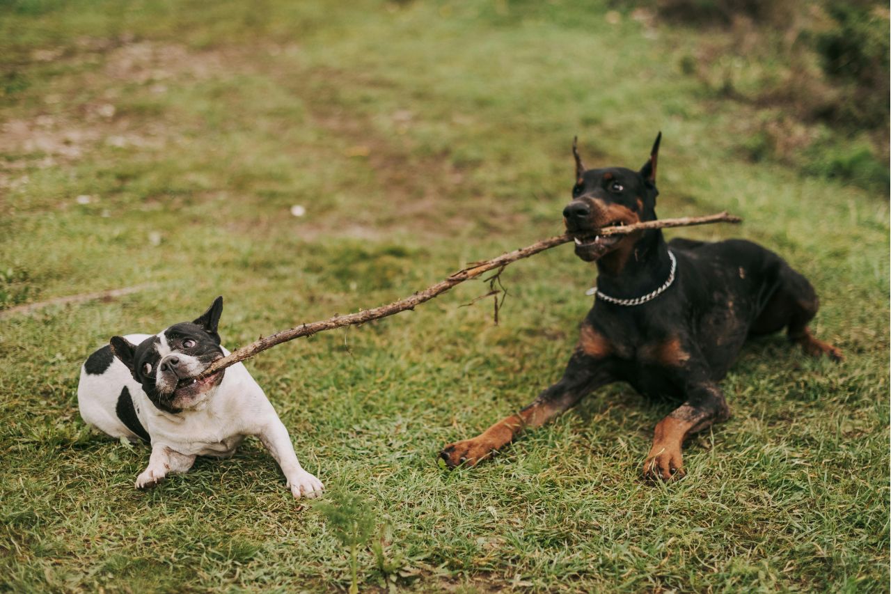Los perros son los más populares entre las mascotas para el hogar. Según estadísticas el 80% de los hogares tienen al menos un perro.