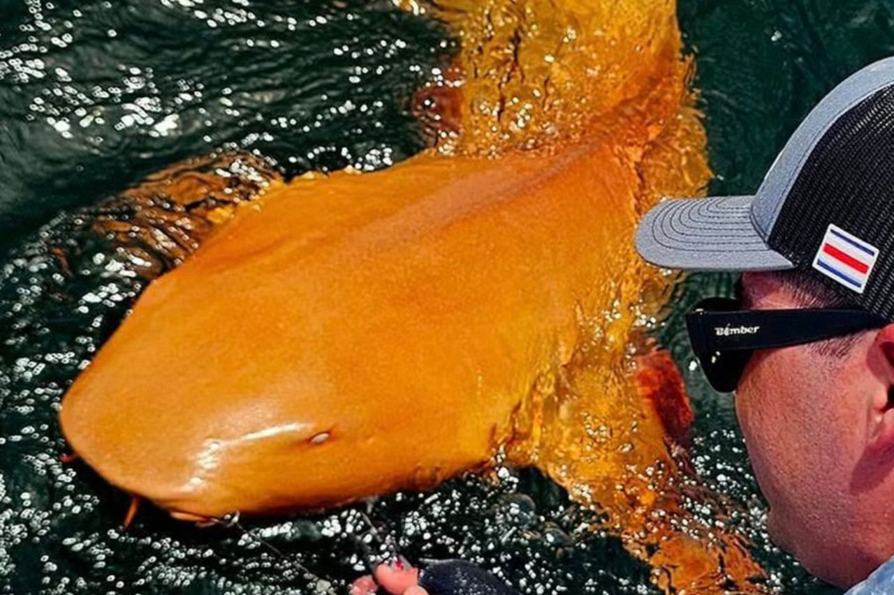 Tiburón naranja