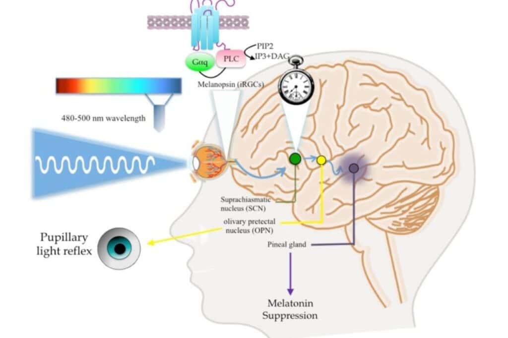 melatonina riesgos a largo plazo